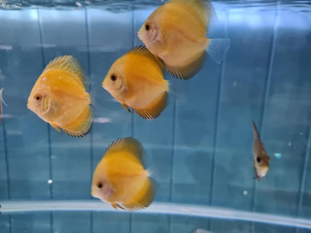 Yellow Pearl Diamond Discus, Symphysodon Discus, Dieren en Toebehoren, Vissen | Aquariumvissen, Vis, Zoetwatervis