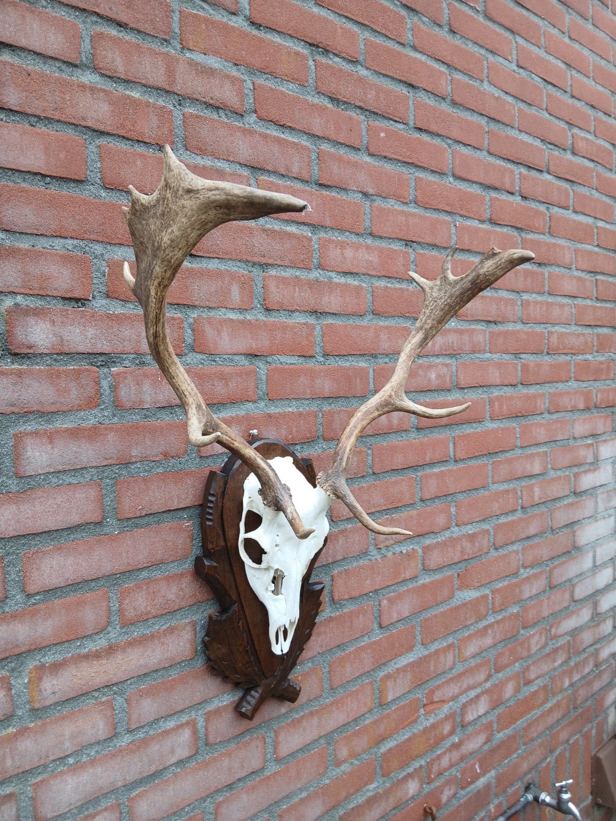 damhert gewei, Verzamelen, Ophalen, Zo goed als nieuw, Hert, Gewei of Kop