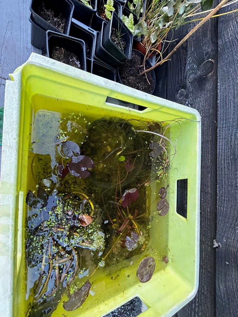 Vijverplant: waterlelie, Ophalen, Nieuw, Overige typen