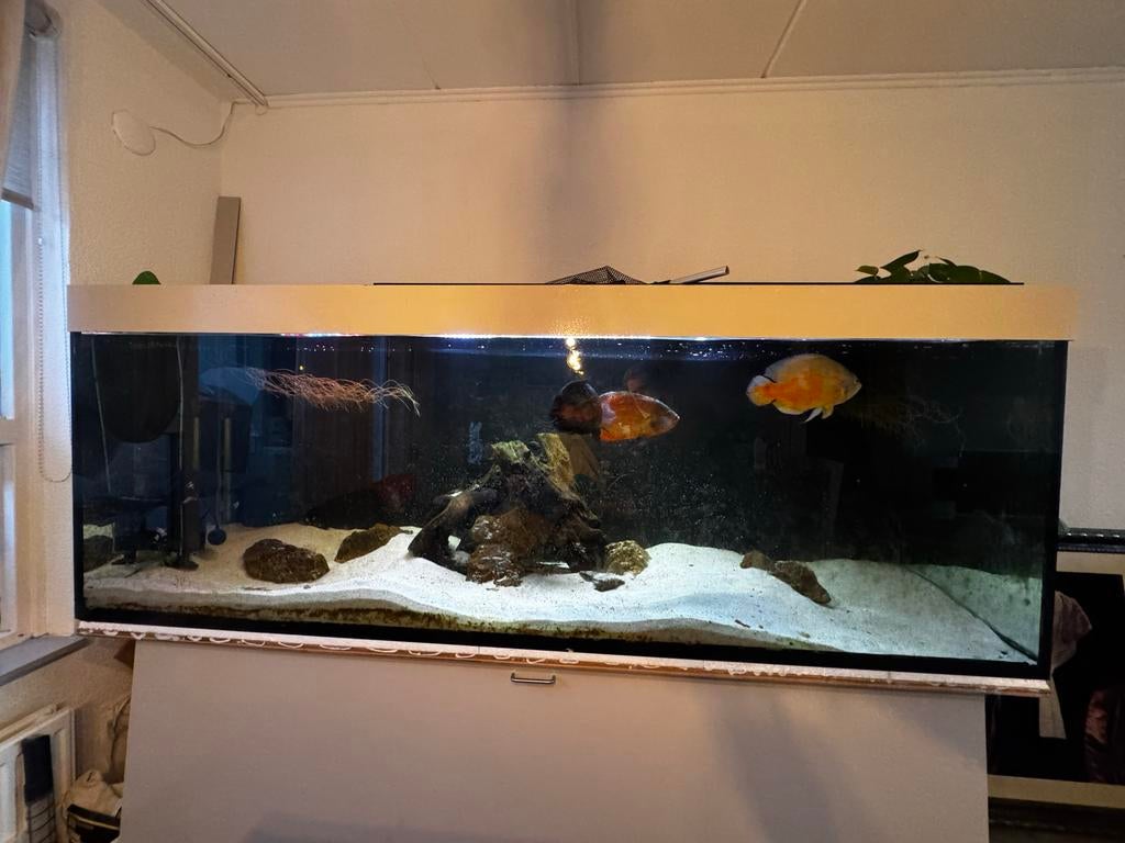 aquarium xl, Ophalen of Verzenden