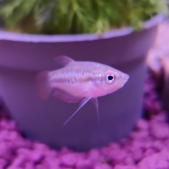 Trichopsis pumila, Vis