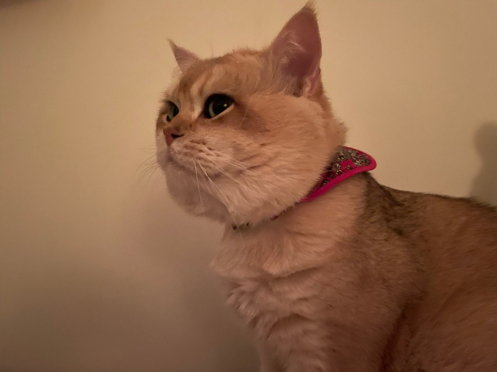 Britse korthaar dekkater (Niet te koop), Dieren en Toebehoren, Katten en Kittens | Raskatten | Korthaar, Kater, Met stamboom, 0 tot 2 jaar