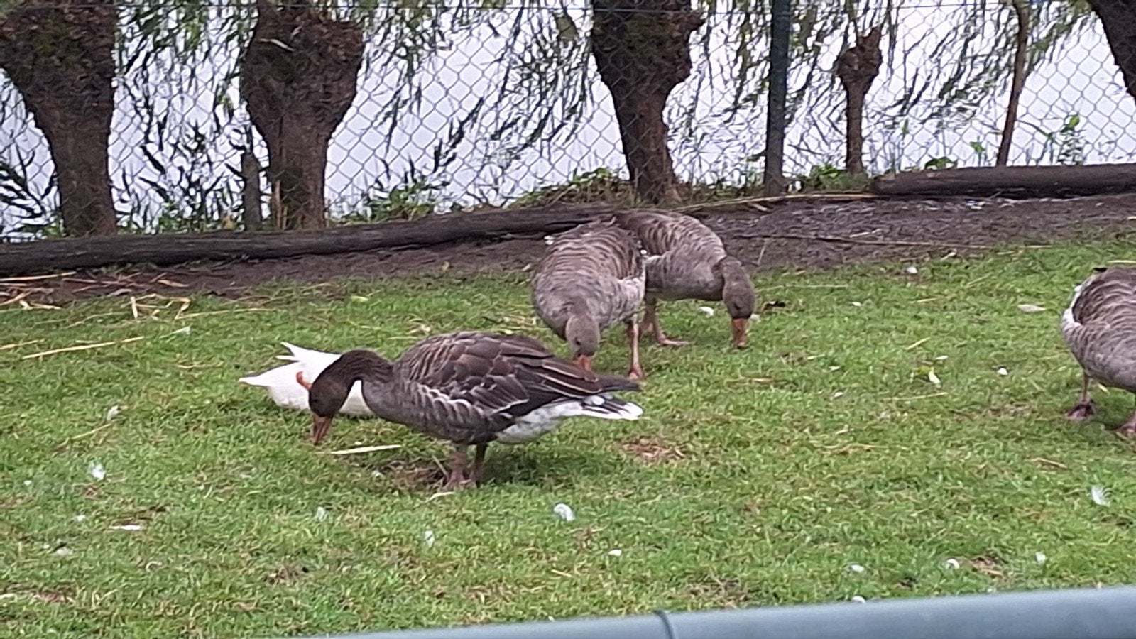 Tamme grauwe ganzen., Dieren en Toebehoren, Pluimvee, Meerdere dieren, Gans of Zwaan