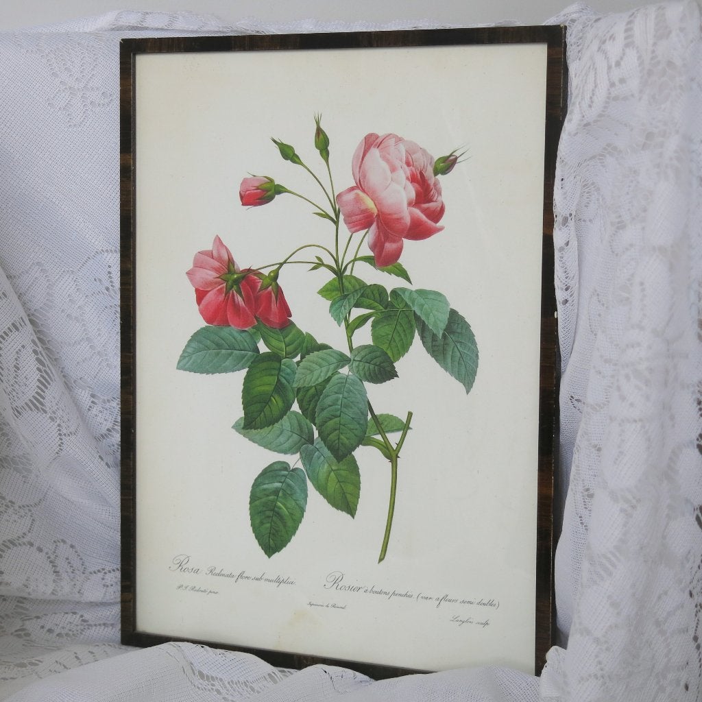 Prent van roos, Ophalen of Verzenden, Voor 1940, Gebruikt, Overige onderwerpen