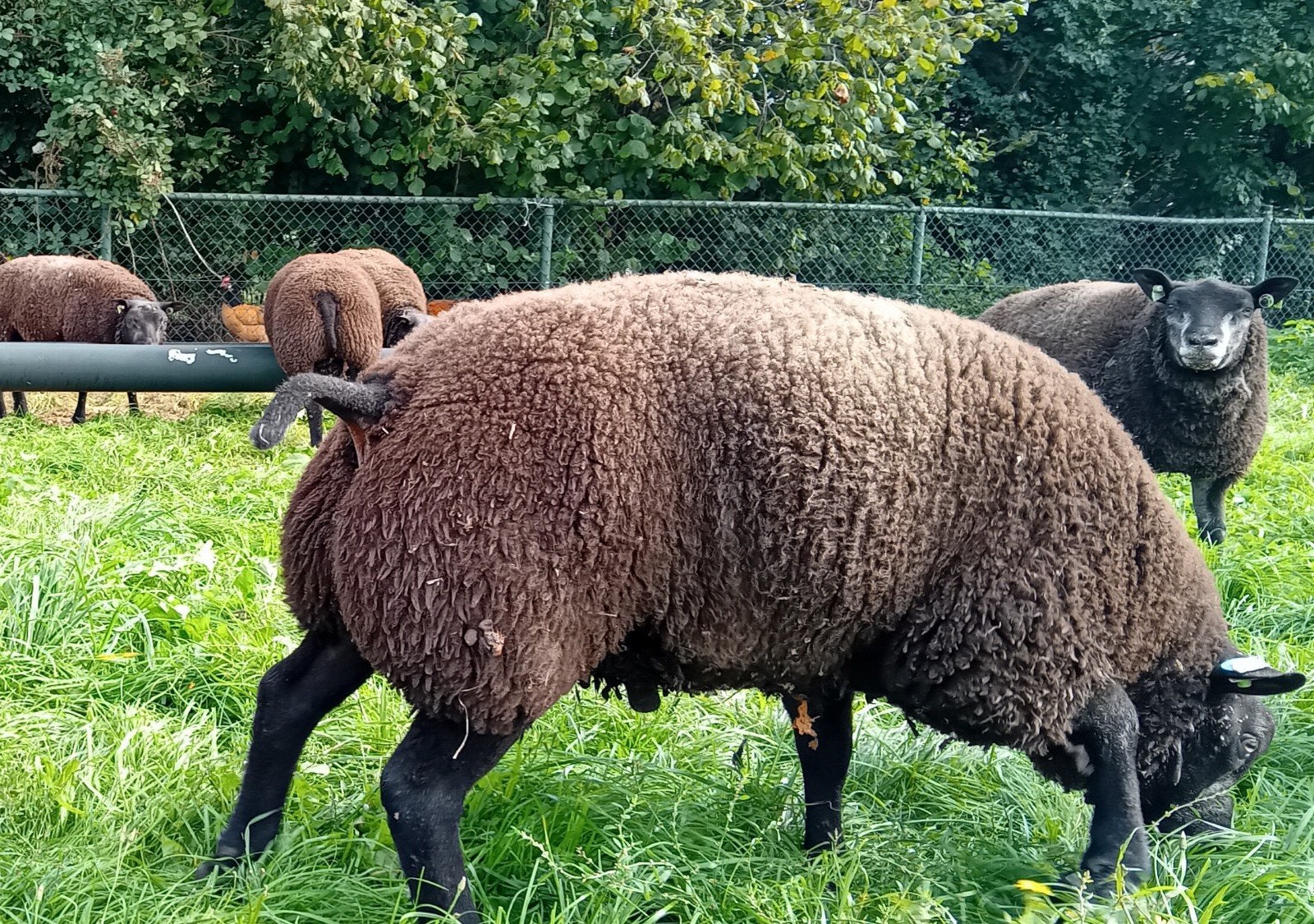 Blauwe Texelaar dekrammen, Mannelijk, Schaap, 0 tot 2 jaar