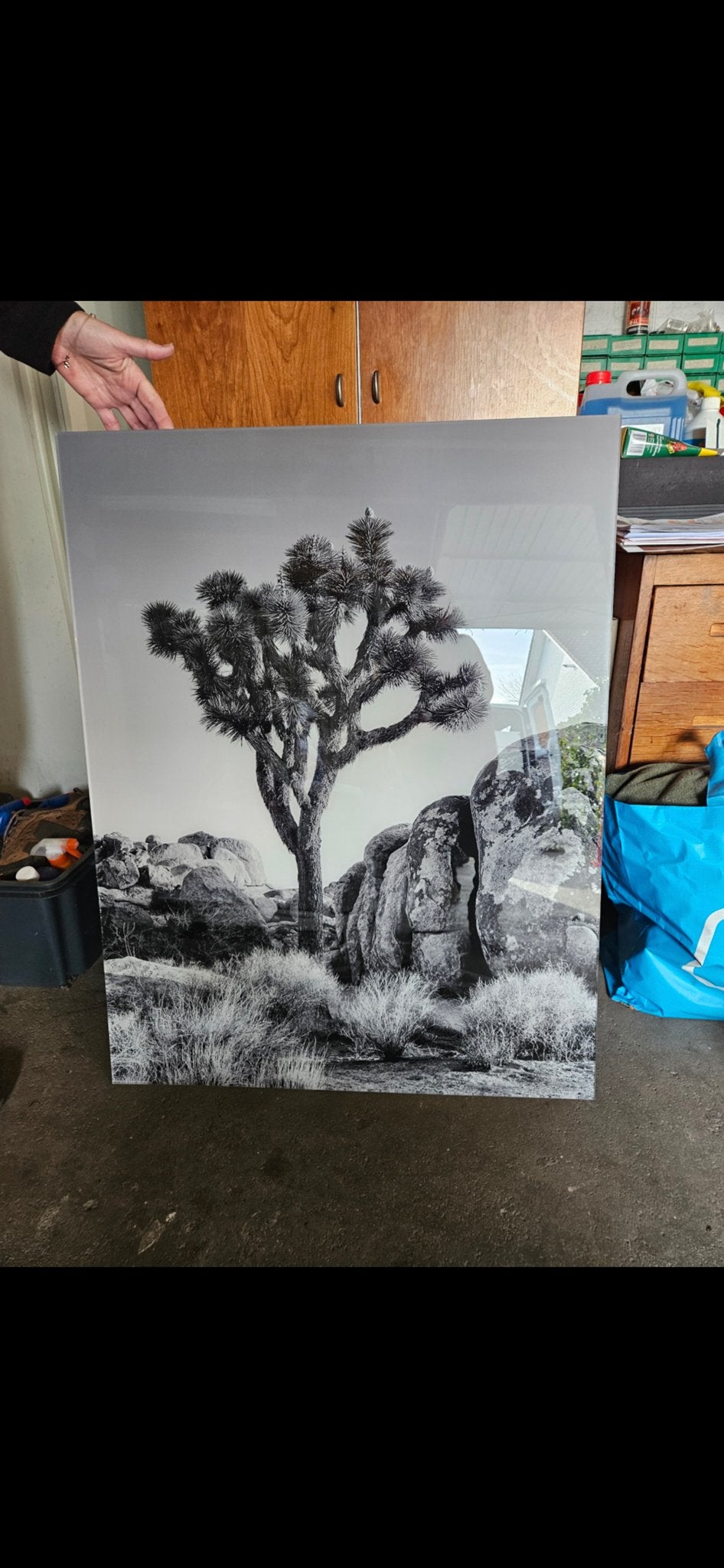 Acrylglas print Joshua tree in the morning sun, Huis en Inrichting, Ophalen, 75 – 100, 50 tot 75 cm, Print