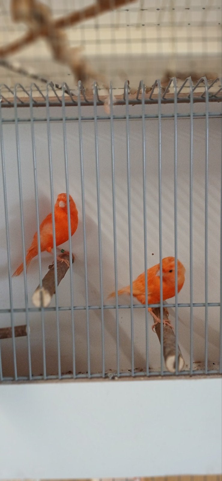 oranje kanaries, Dieren en Toebehoren, Vogels | Kanaries, Meerdere dieren, Kleurkanarie