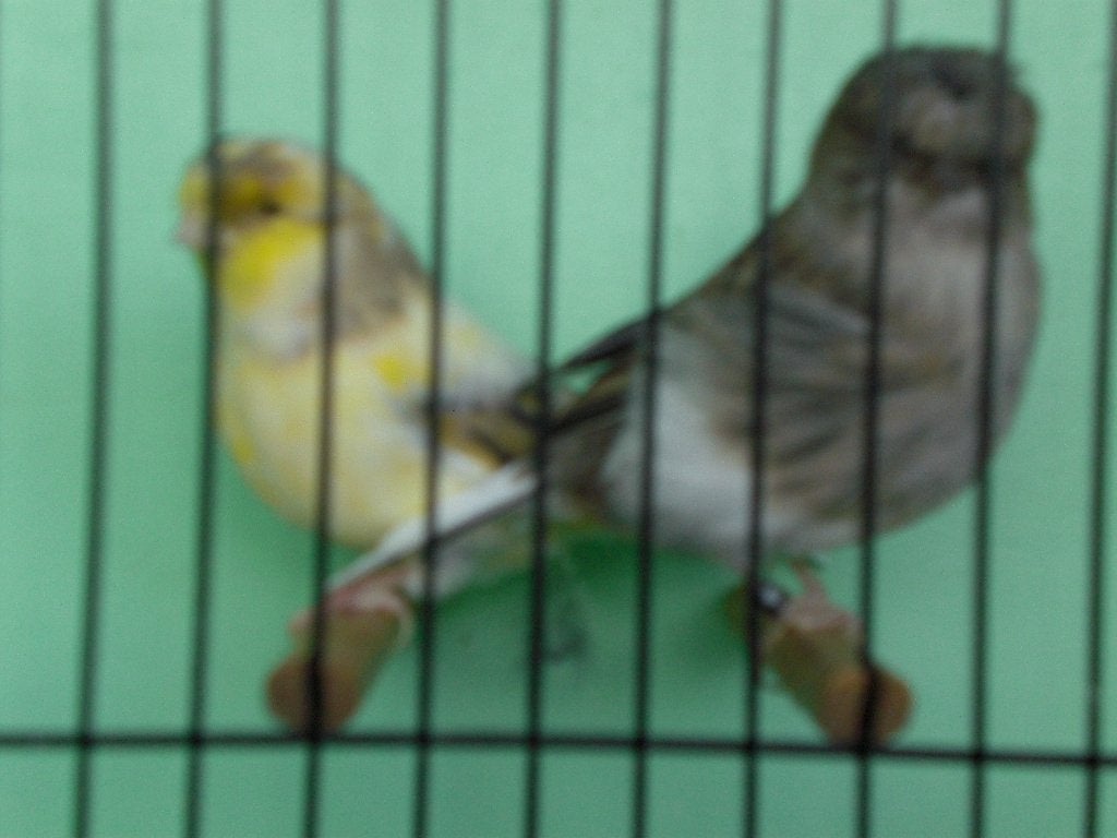 gloster pop, Dieren en Toebehoren, Vrouwelijk, Postuurkanarie