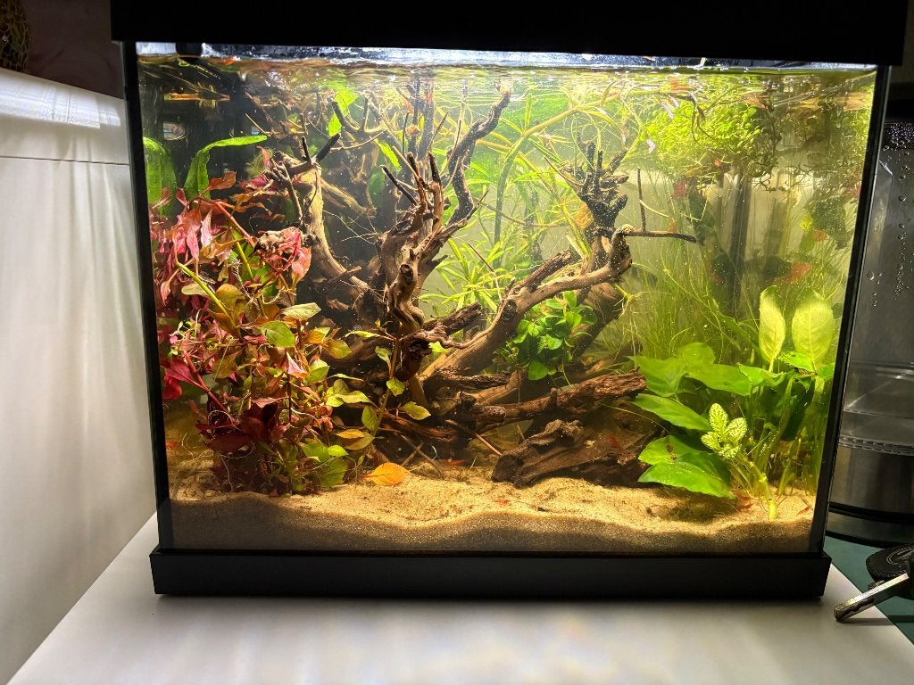 Aquarium met garnalen en vissen, Ophalen, Inclusief vissen, Zo goed als nieuw, Gevuld zoetwateraquarium
