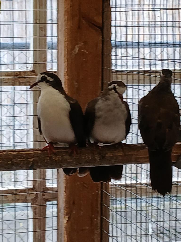 Te koop een koppel tamboerijn duifjes, Dieren en Toebehoren, Meerdere dieren, Geringd