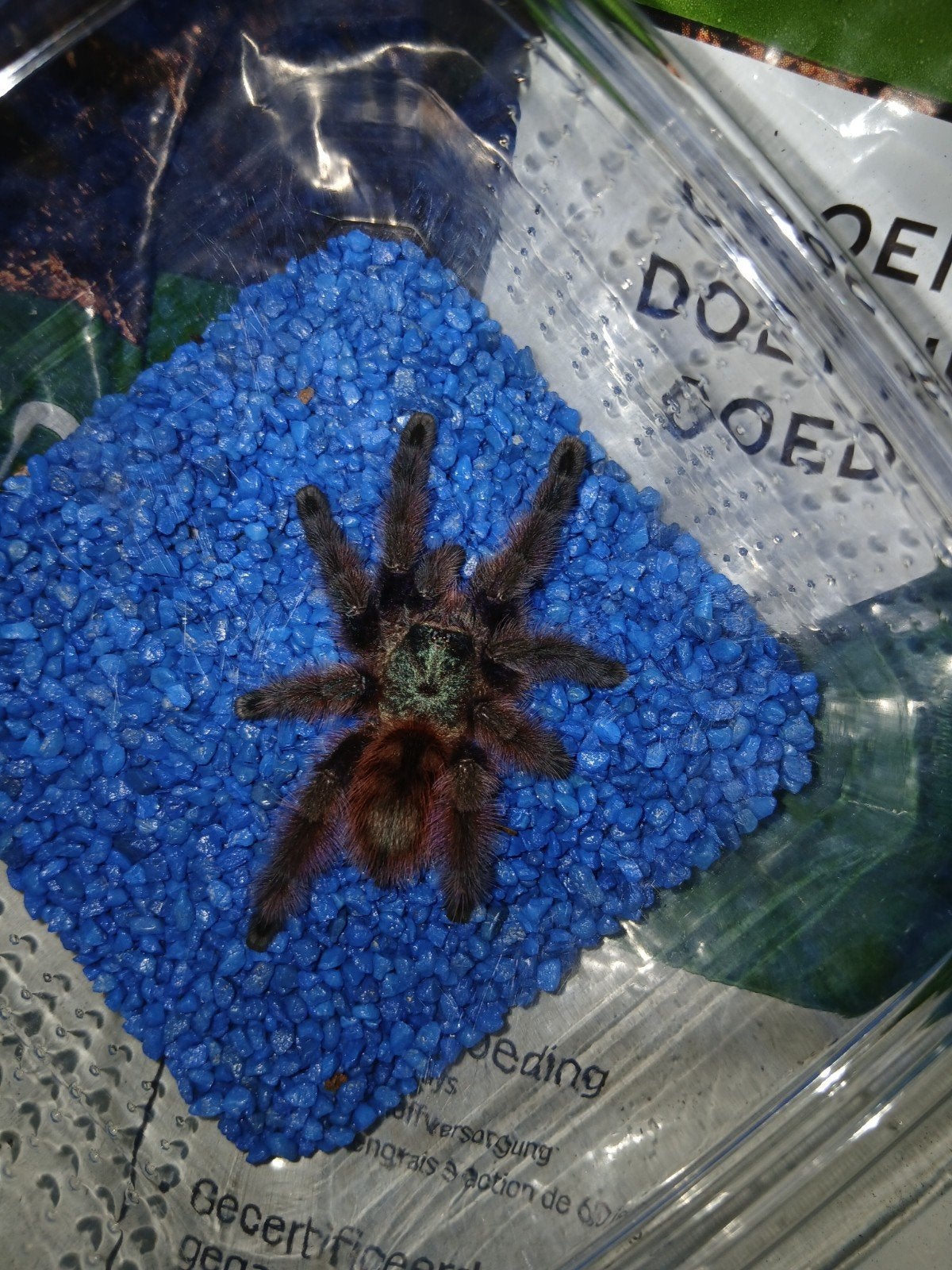 Caribena Versicolor 0.1