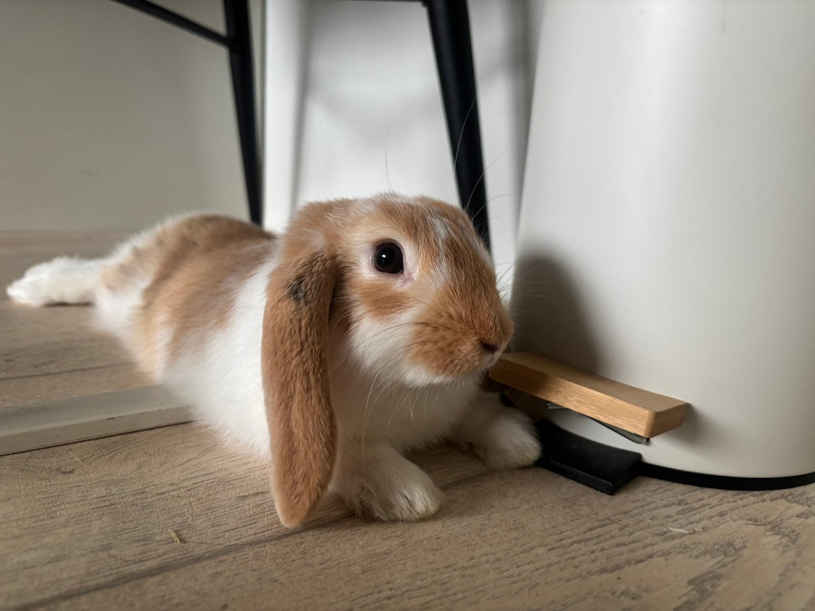 Konijn opzoek naar forever home! Bekijk beschrijving, Dieren en Toebehoren, Vrouwelijk, Dwerg, Hangoor, 0 tot 2 jaar