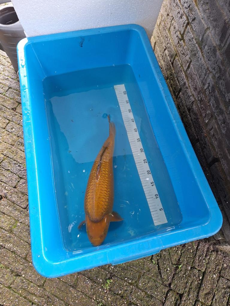 Gin rin chagoi 50 cm, Karper of Koi