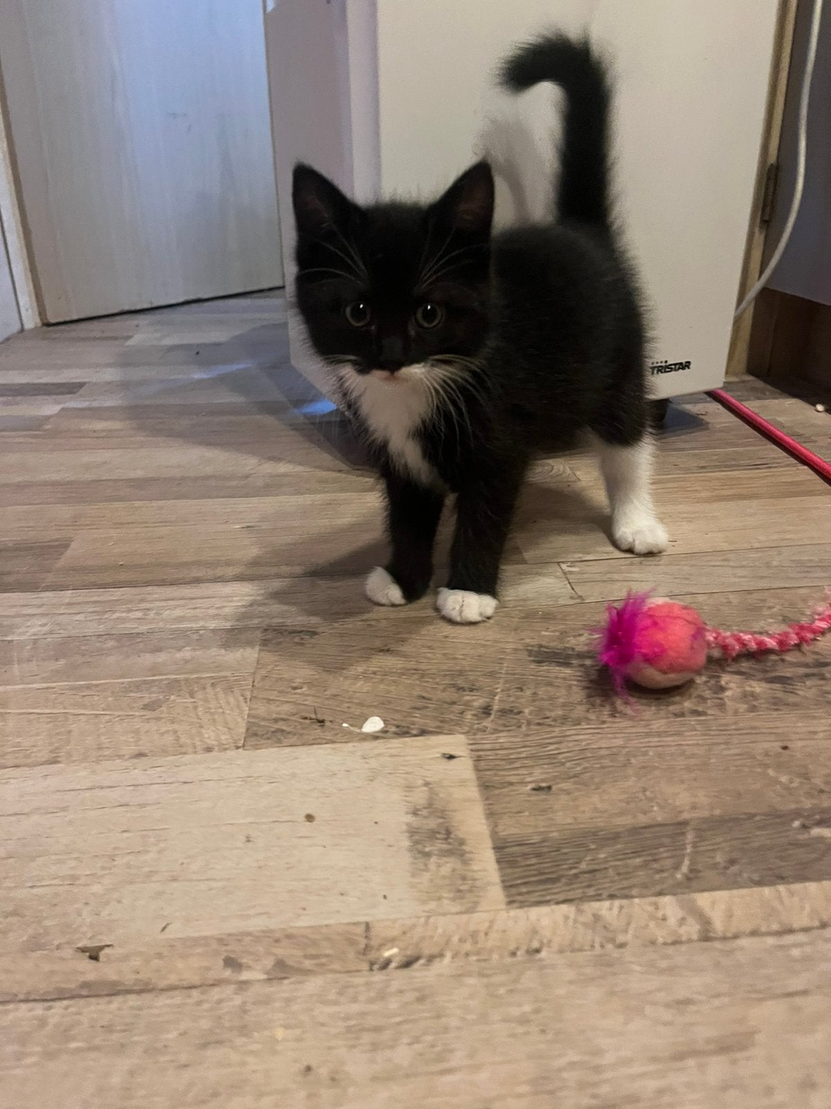 3 hele lieve kittens zoeken een mooi plekje!, Dieren en Toebehoren, Katten en Kittens | Overige Katten, Meerdere dieren