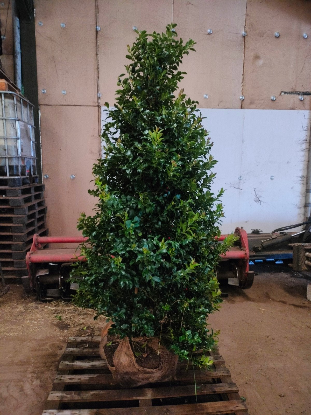 Ilex Meserveae 'Blue Maid' Hulst Piramide van 2 meter, Ophalen, Hulst, Struik, 100 tot 250 cm