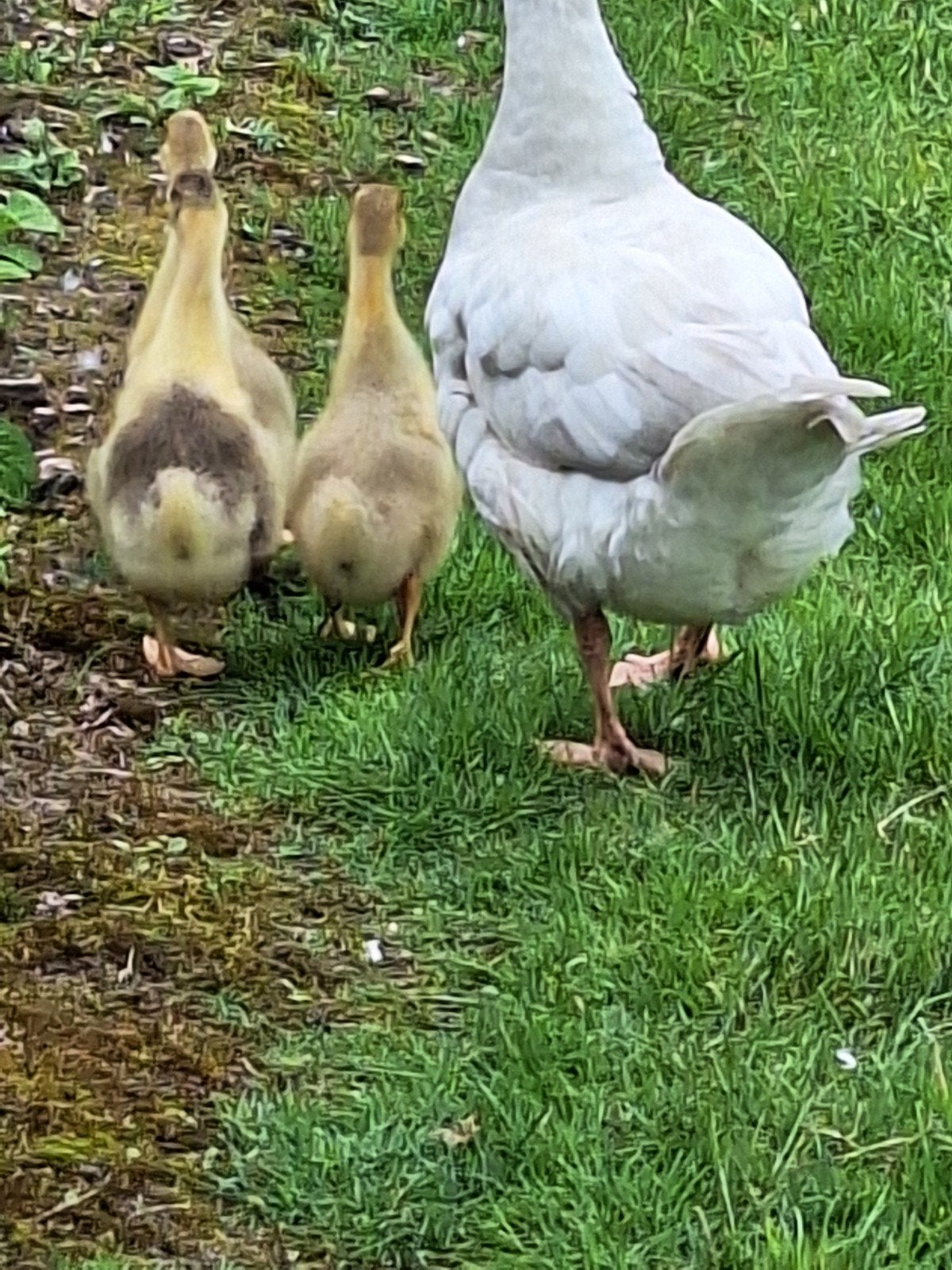 Ganzen, Dieren en Toebehoren, Pluimvee, Meerdere dieren, Gans of Zwaan