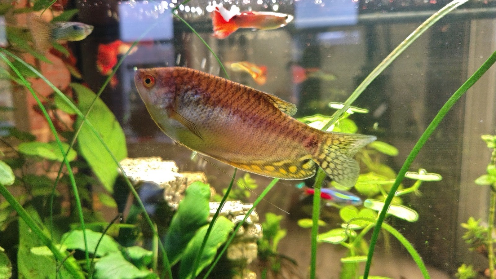 Goud Goerami Man, Vis, Zoetwatervis