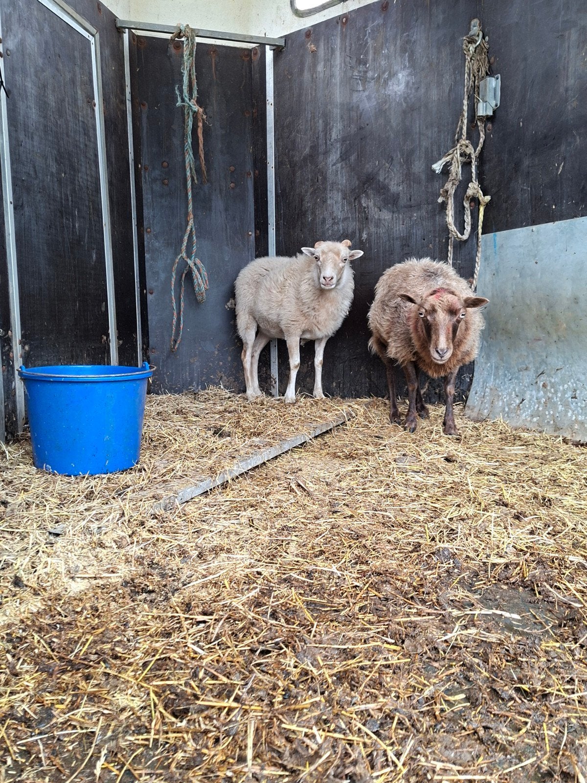 Mooi ooitje 2 jaar oud, Vrouwelijk, Schaap, 3 tot 5 jaar