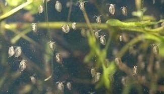 Daphnia, watervlooien. Levend vissenvoer., Ophalen, Volle zon