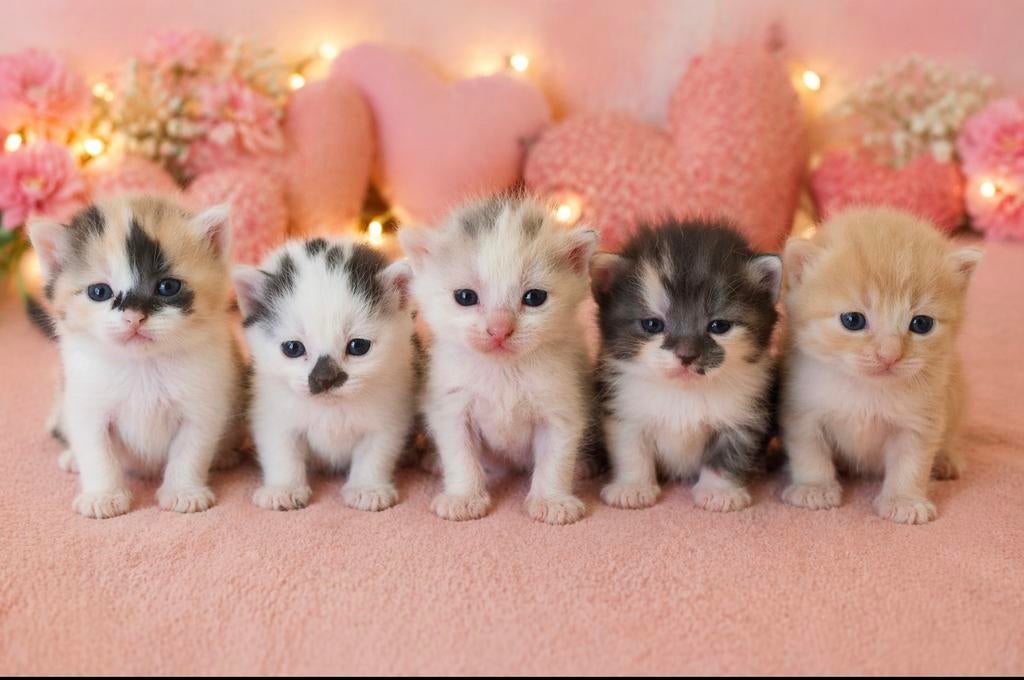 Kittens, Dieren en Toebehoren, Katten en Kittens | Overige Katten, Meerdere dieren
