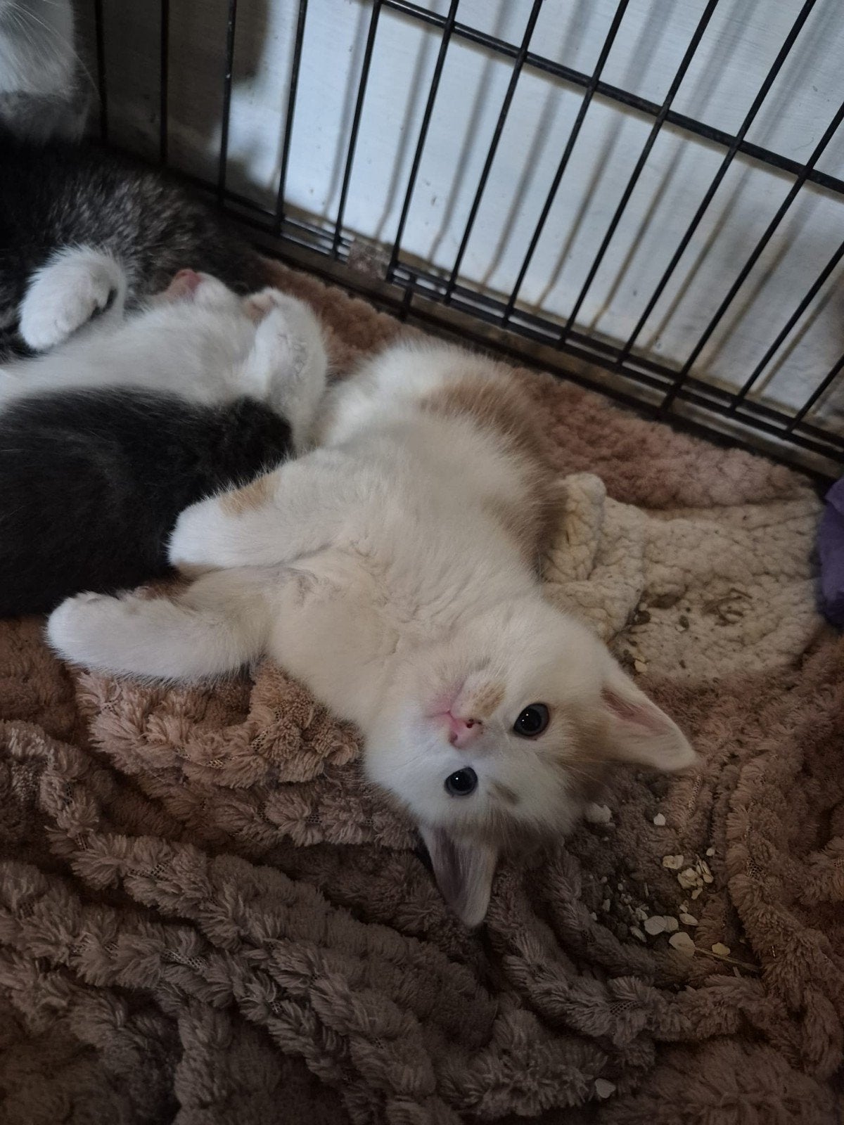 3 hele lieve kittens(cyperse kitten is verkocht), Meerdere dieren