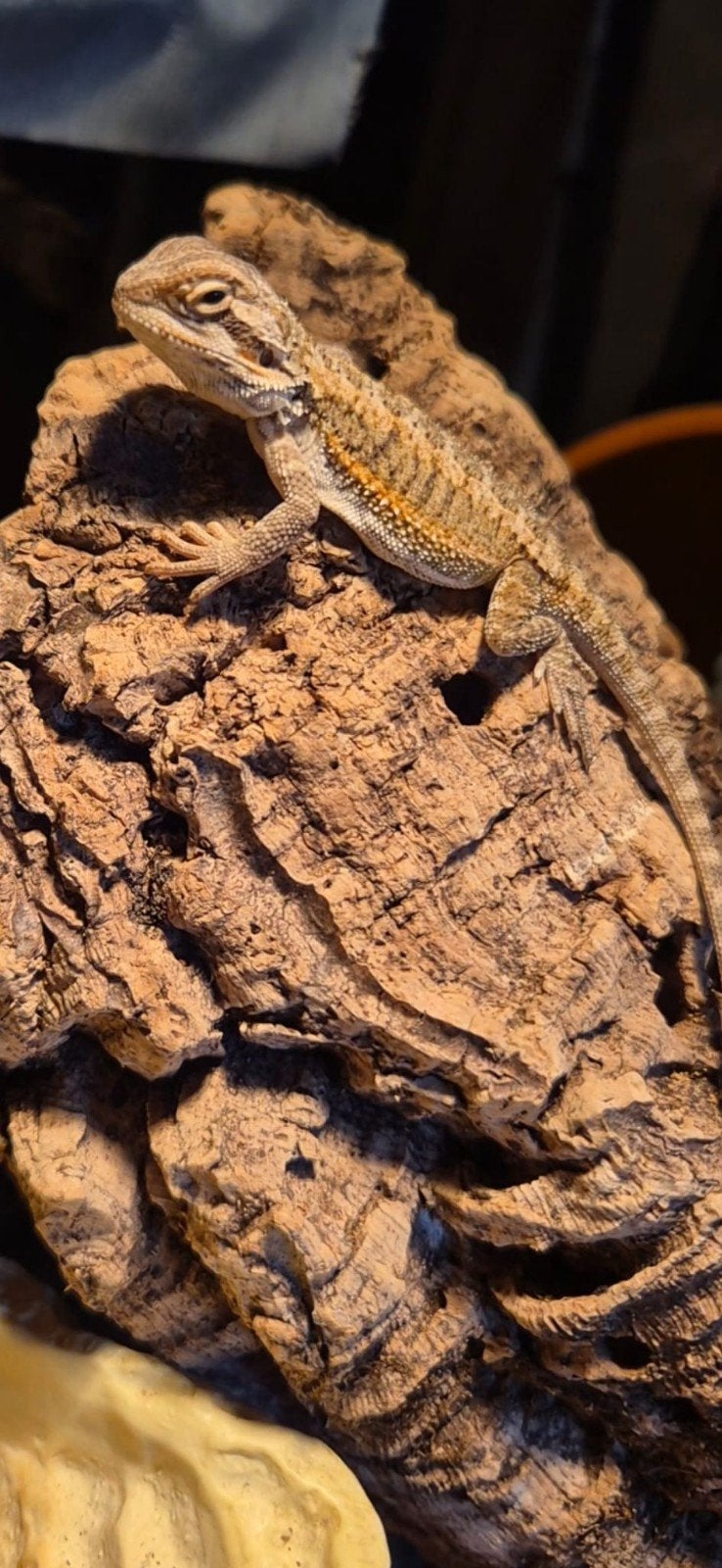 Jonge baardagamen, Dieren en Toebehoren, Reptielen en Amfibieën, Amfibie, 0 tot 2 jaar
