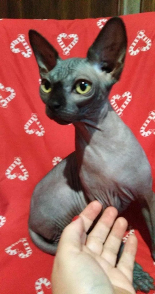 Sphynx, Meerdere dieren, Met stamboom, 0 tot 2 jaar