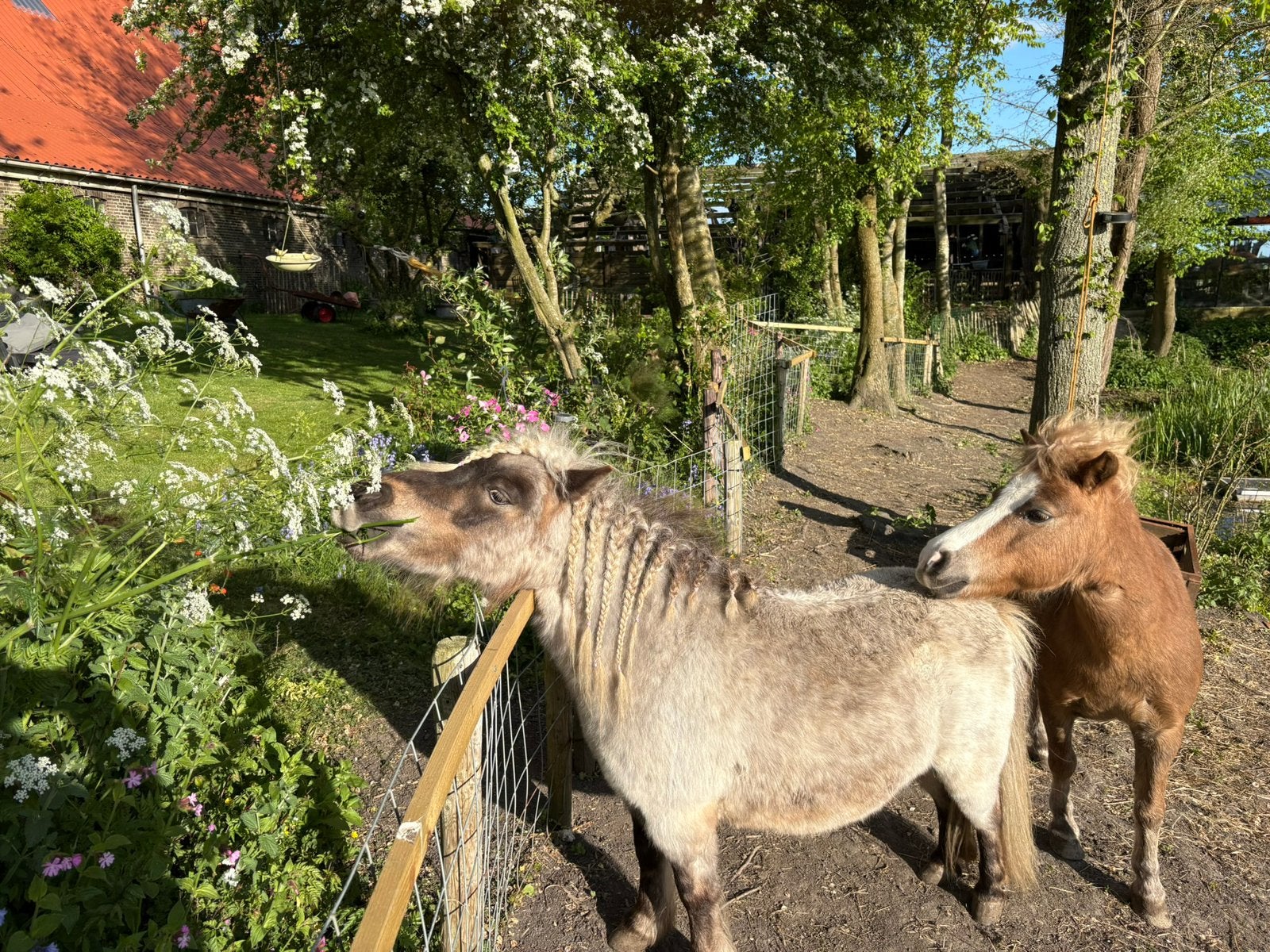 Gezocht! Silver dapple dekhengts voor een dekking.