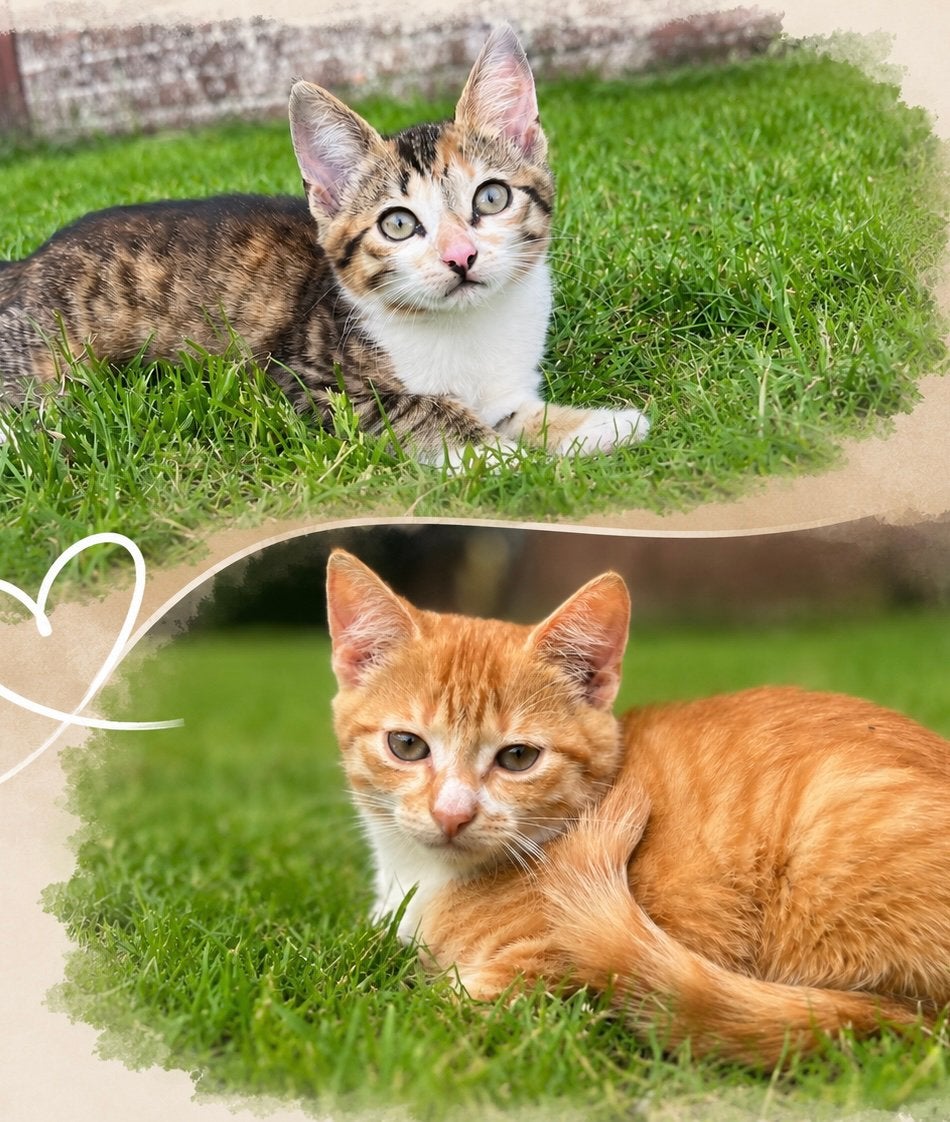 lieve speelse kittens te koop, Meerdere dieren, Kortharig, 0 tot 2 jaar