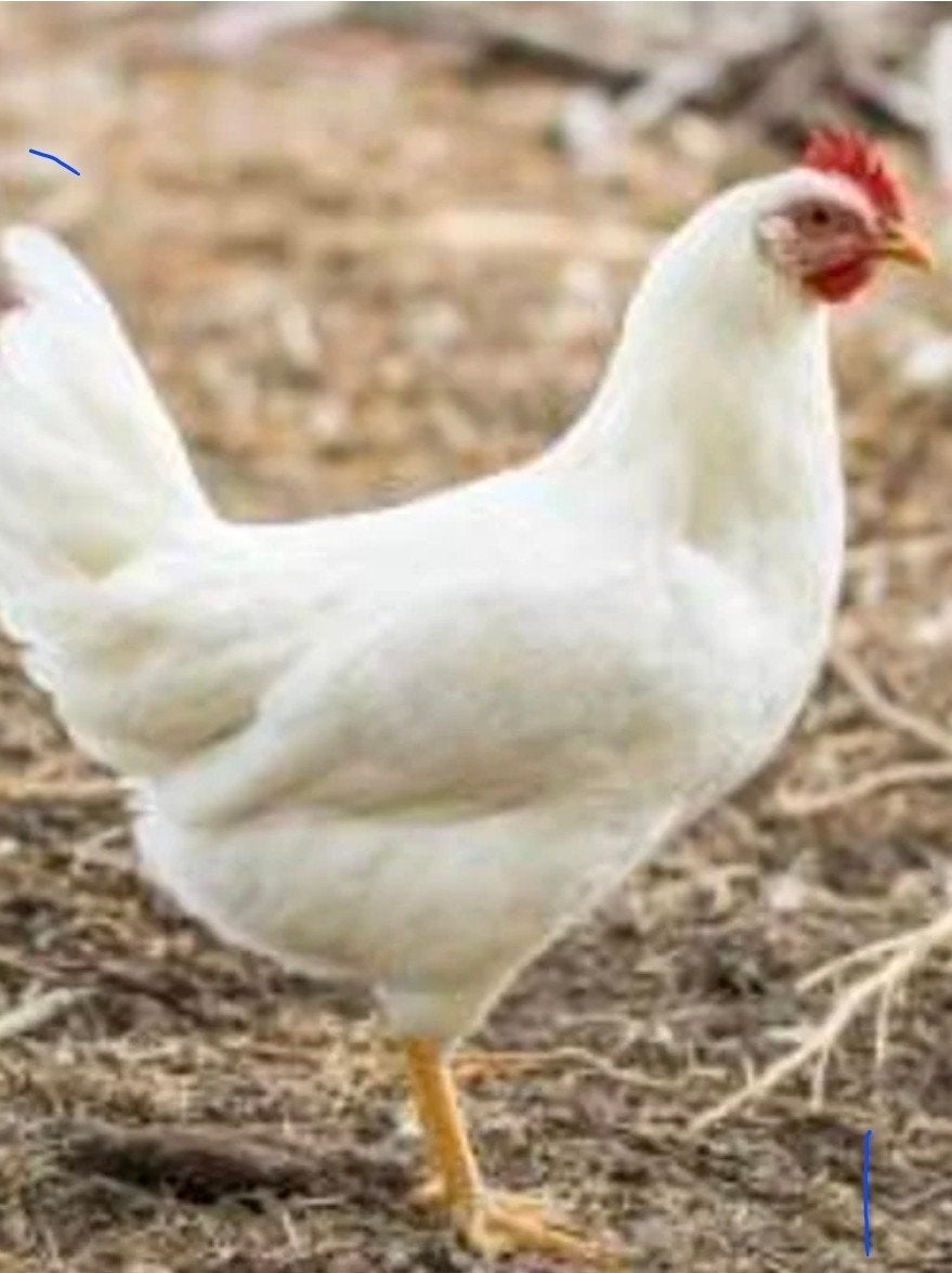 Witte legkippen te koop 25 weken oud, Vrouwelijk, Kip
