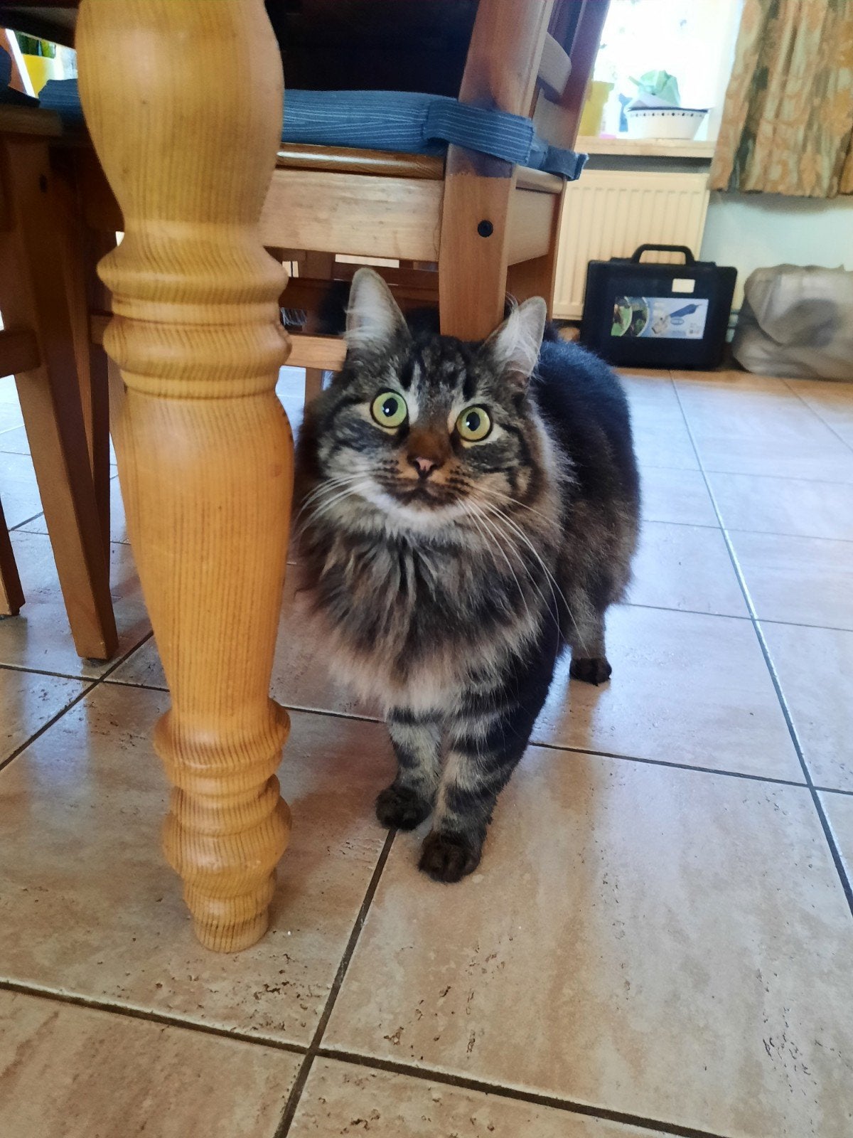 huis-tuin&keuken katje; 3 jaar, gecastreerd & gechipt, Poes, Gechipt, 3 tot 5 jaar