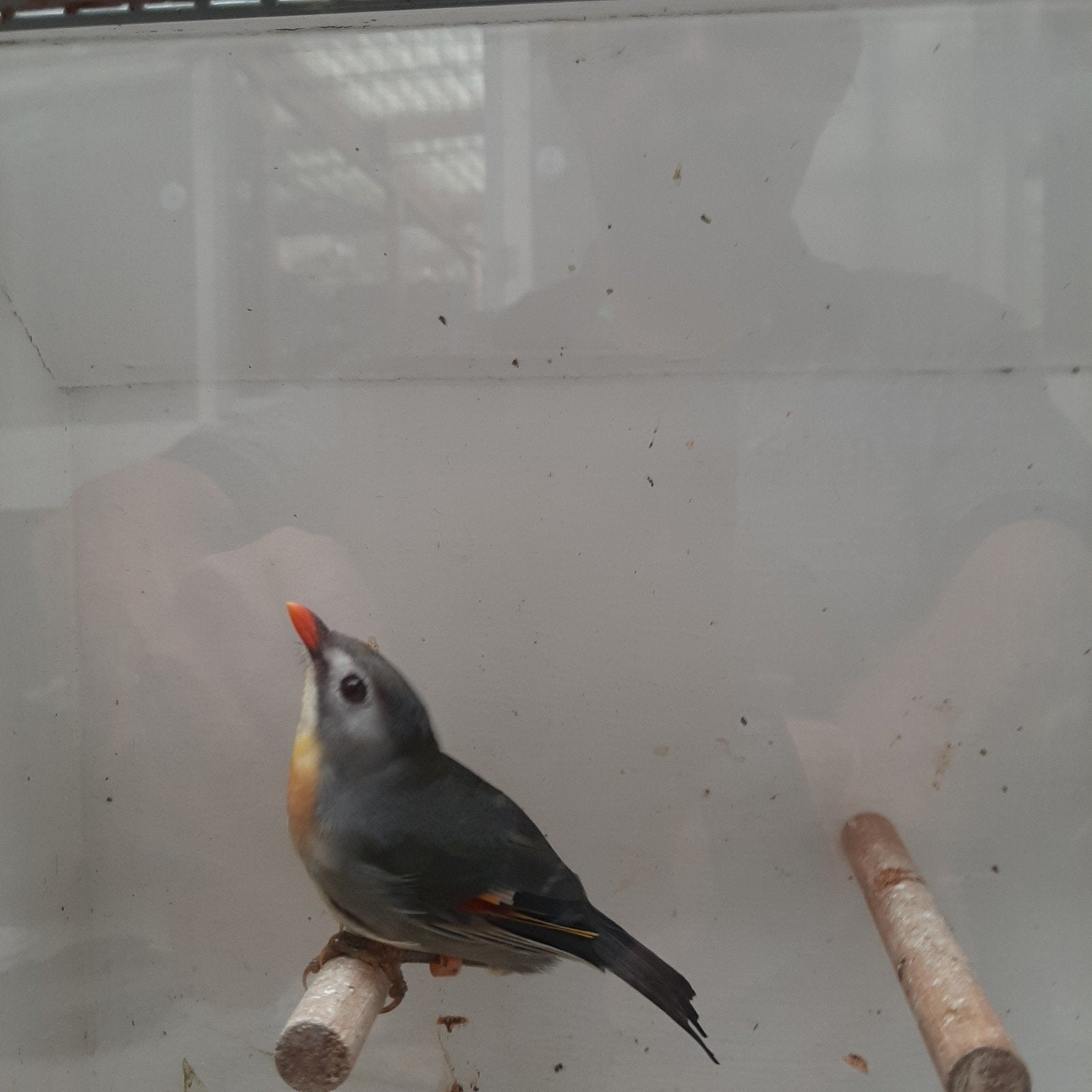Japanse nachtegaal pop, Dieren en Toebehoren, Vrouwelijk, Geringd