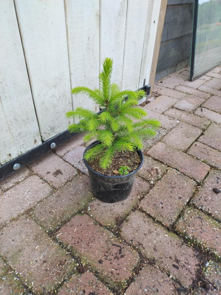 Laatste Picea abies. Mooie compact spar., Overige soorten, Volle zon, Vaste plant, Ophalen of Verzenden