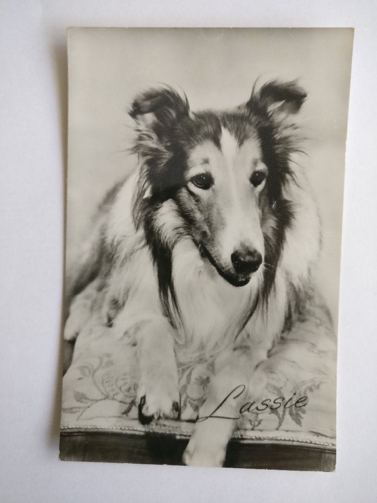 ANSICHTKAART LASSIE KINDERSERIE Schotse herdershond COLLIE, Verzenden, 1960 tot 1980, Ongelopen, Sterren en Beroemdheden