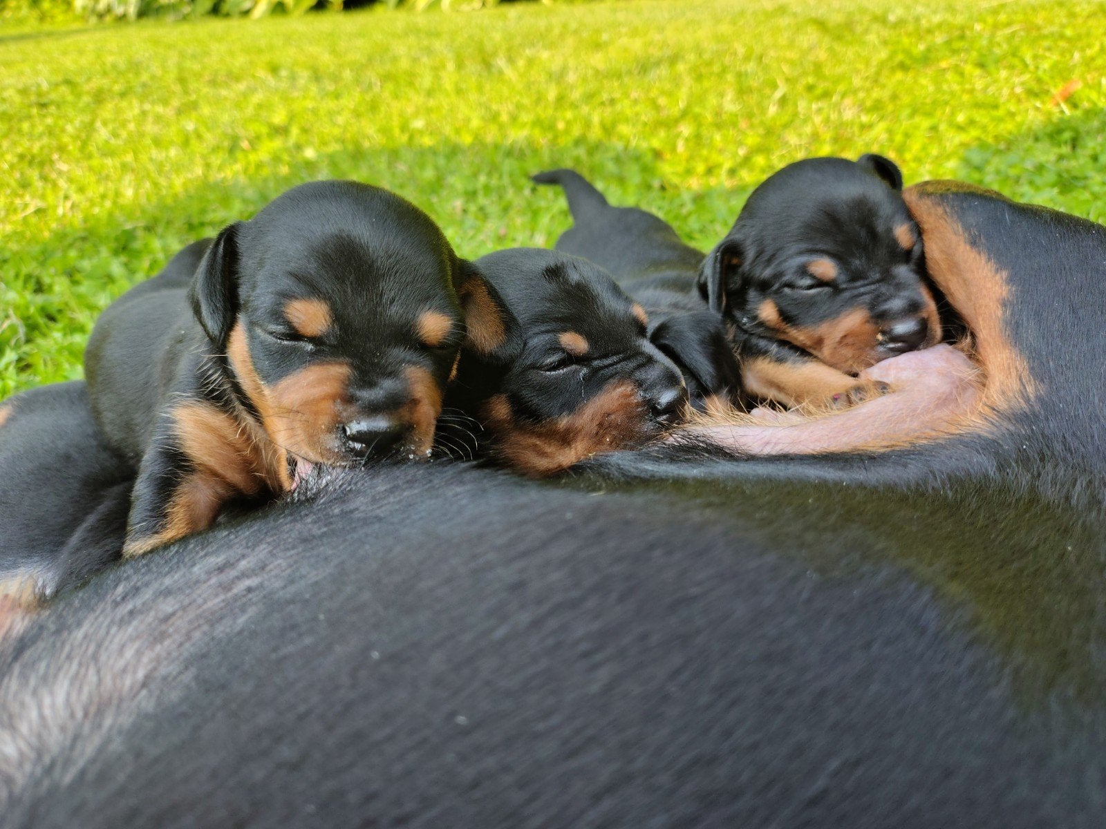 Dwergpinscher pups, 8 tot 15 weken, Meerdere, Meerdere dieren, Nederland