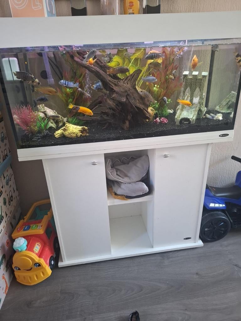 Aquarium compleet, Dieren en Toebehoren, Ophalen, Gebruikt, Overige merken, Inclusief vissen