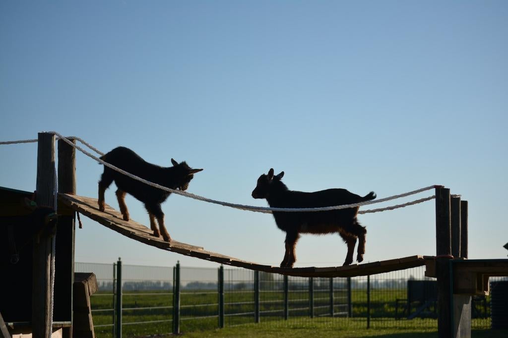 Te koop jonge dwerggeiten black and tan, Dieren en Toebehoren, Schapen, Geiten en Varkens, Meerdere dieren, Geit, 0 tot 2 jaar