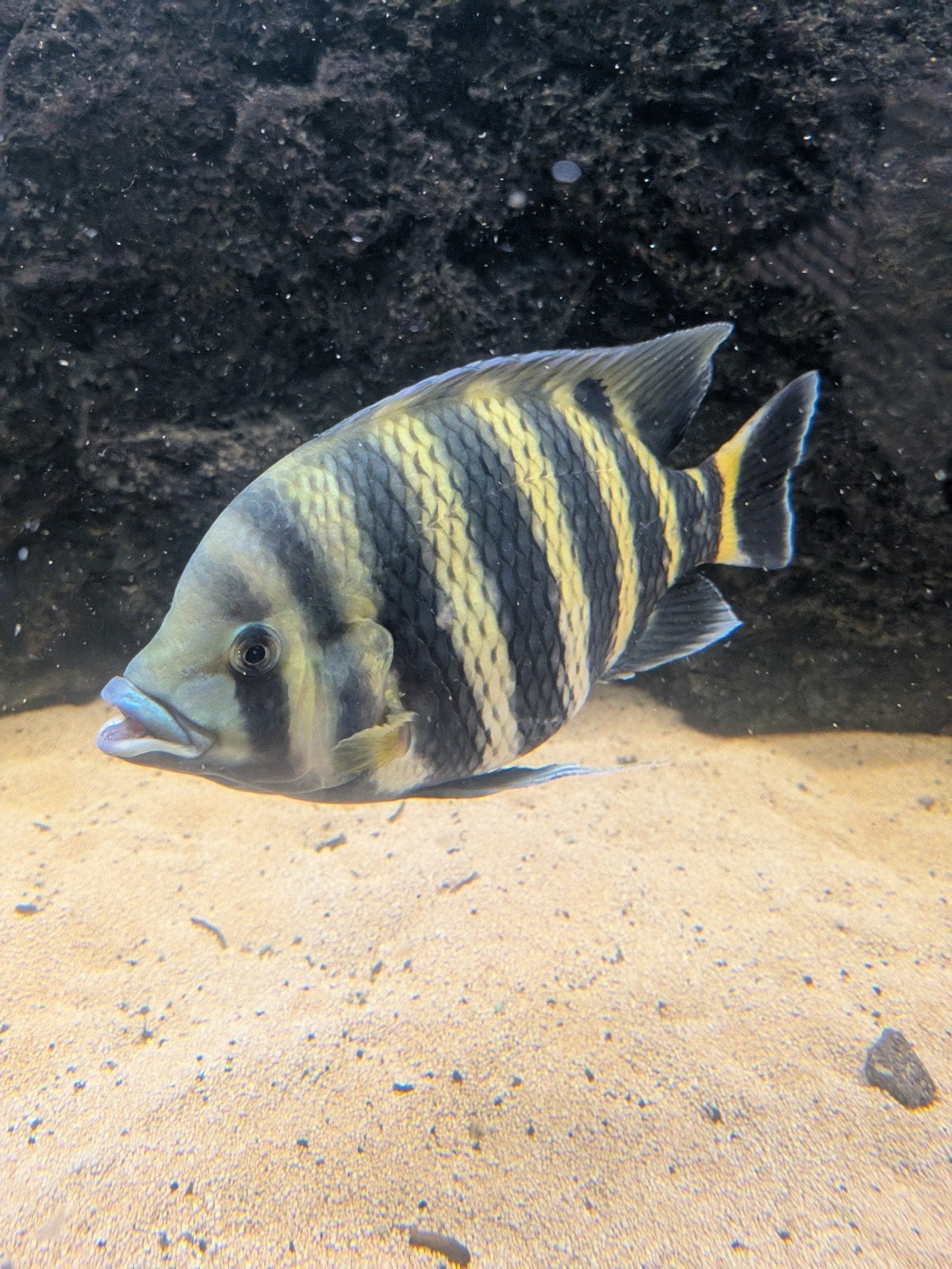 Tilapia buttikoferi cichlide.Ruilen mogelijk, Dieren en Toebehoren, Vissen | Aquariumvissen, Vis