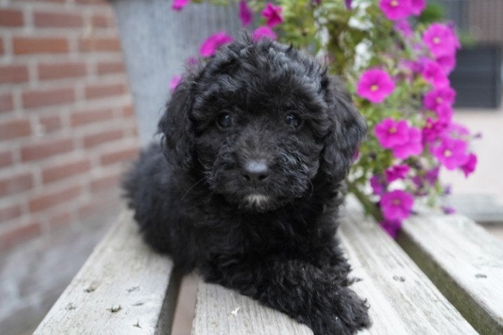 Leuke kruising maltipoo pups., Nederland, Overige rassen, 8 tot 15 weken, CDV (hondenziekte)
