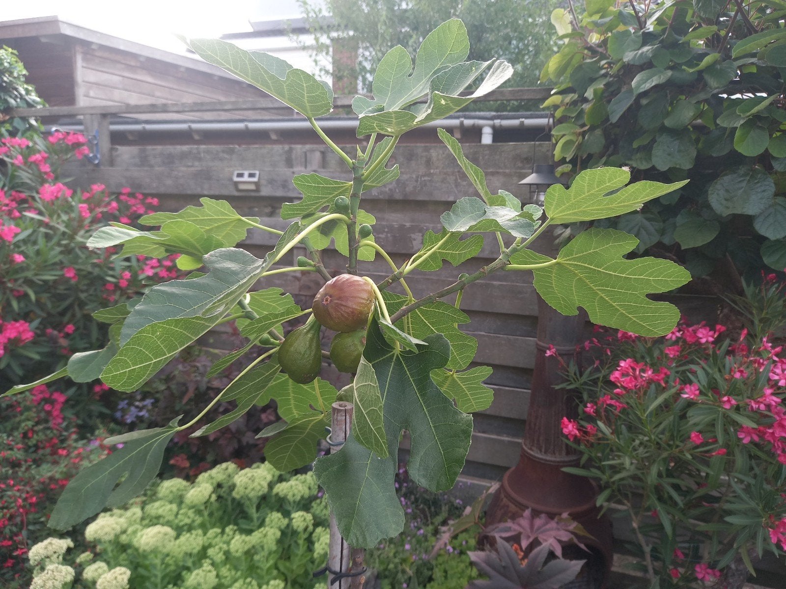 Vijgenboom op stam 1.85 m - Brown Turkey met vijgen, Tuin en Terras, Ophalen, Overige soorten, Volle zon