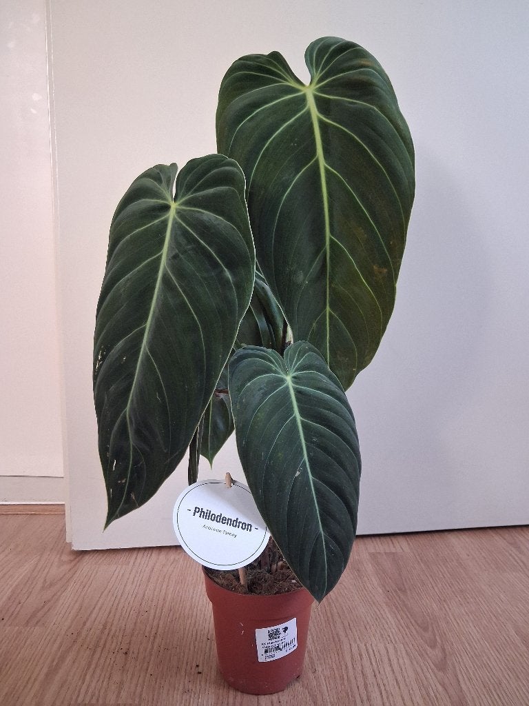 Philodendron Melanochrysum - Philodendron H: 60 cm., Ophalen, Overige soorten, Halfschaduw, Minder dan 100 cm