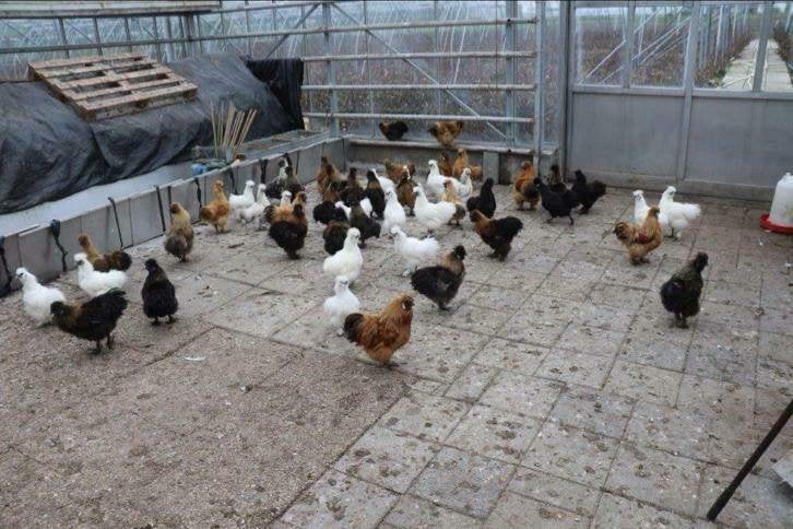 Zijdehoen kippen in verschillende kleuren., Vrouwelijk, Kip
