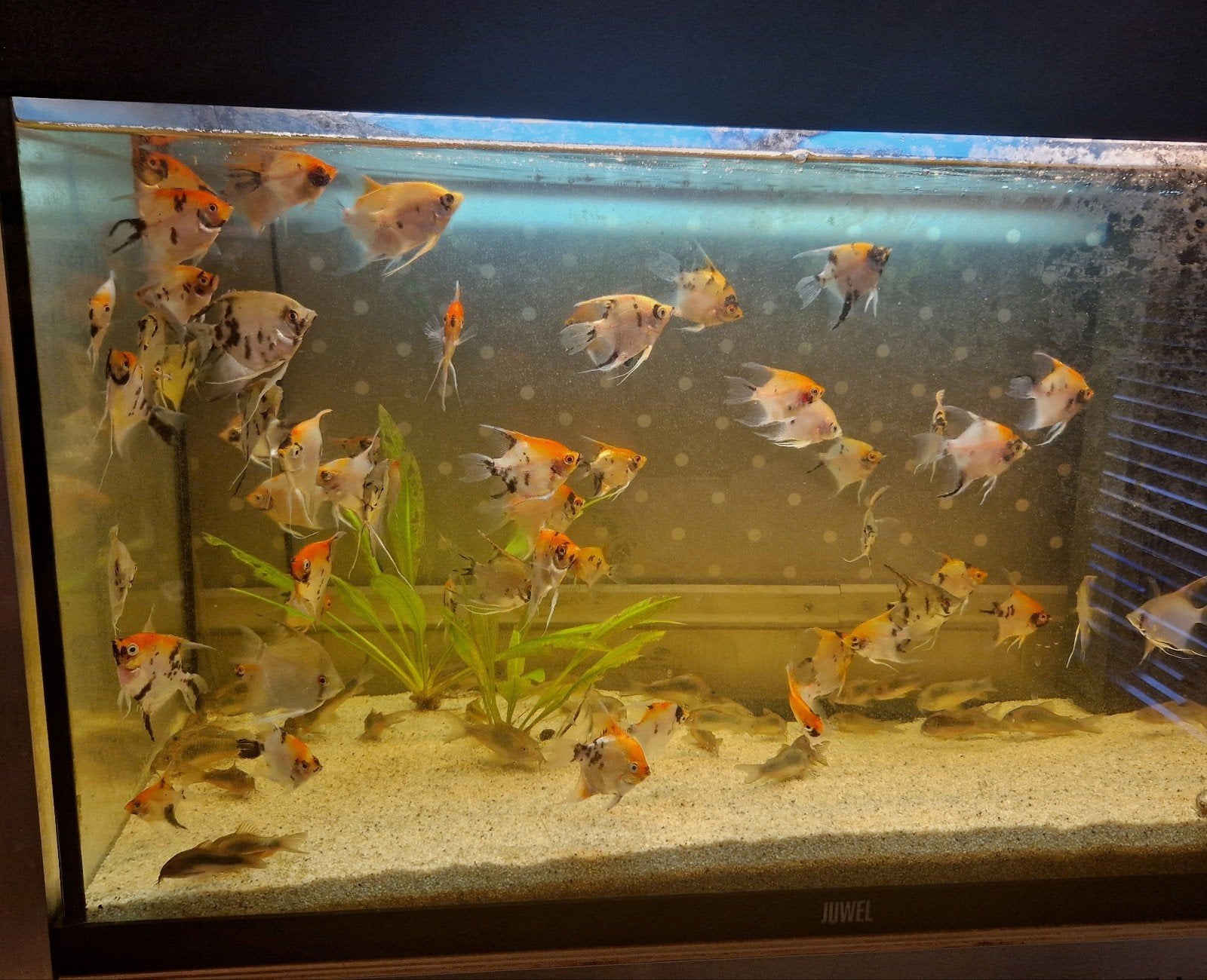 mix koi/red devil jonge maanvissen €7.50 per stuk 6+1 gratis, Dieren en Toebehoren, Vis, Zoetwatervis, Schoolvis