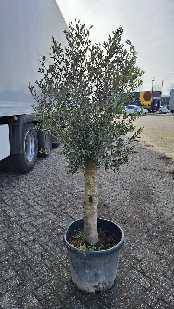 Olijfbomen met dikke stam – direct uit voorraad!, Tuin en Terras, Planten | Bomen, Volle zon, Ophalen of Verzenden, 100 tot 250 cm