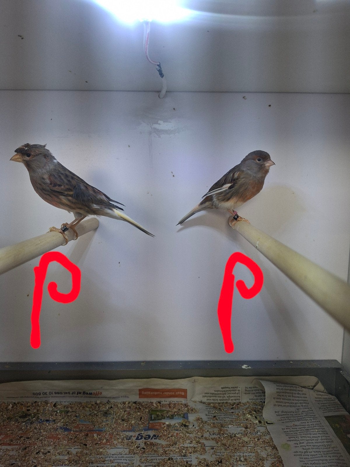Harlekijn kanaries te koop, Dieren en Toebehoren, Vogels | Kanaries, Meerdere dieren, Kleurkanarie