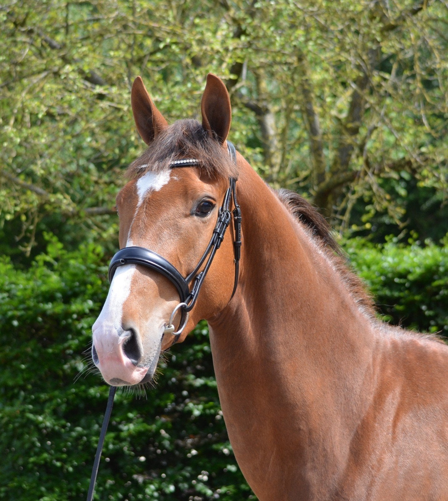 3 jarige merrie Extreme US gunstig geprijsd, Dieren en Toebehoren, Paarden, Merrie, 160 tot 165 cm, Dressuurpaard, 3 tot 6 jaar