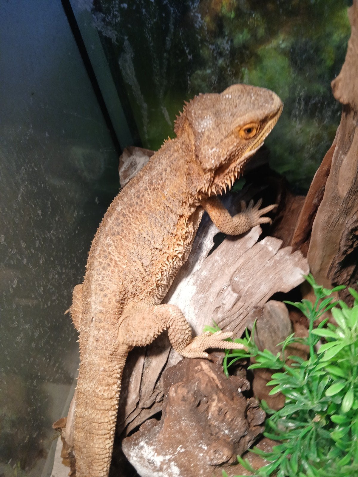 mooie tamme baardagaam check beschrijving Bearded Dragon - female for sale from DianaT
