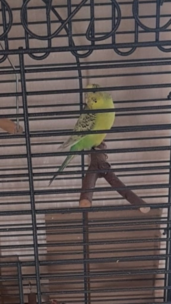 Mijn gele parkietje Lola is weg., Vogel