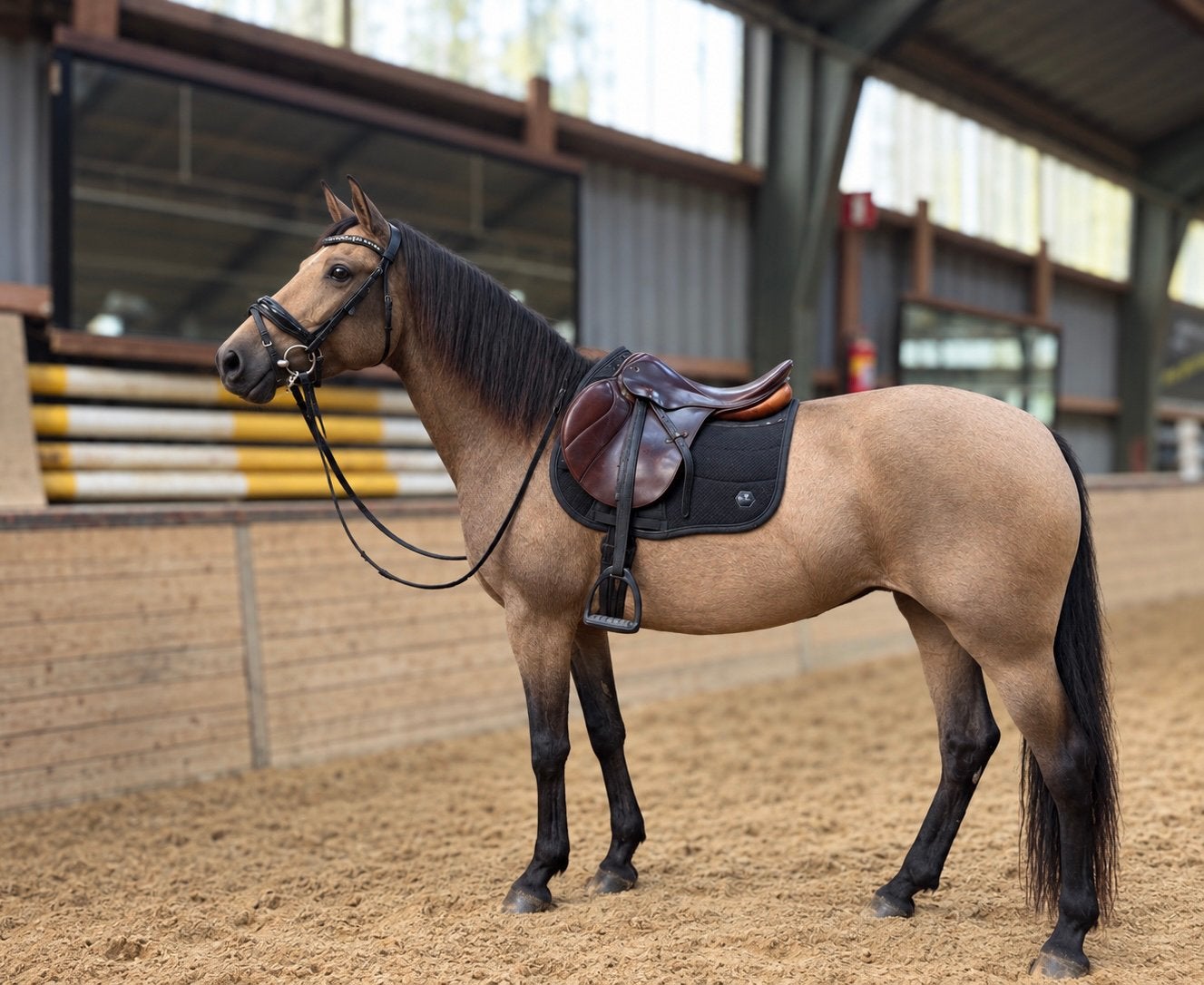 Super knappe valk merrie E pony, Dieren en Toebehoren, Zadelmak, 11 jaar of ouder, Recreatiepony, Merrie