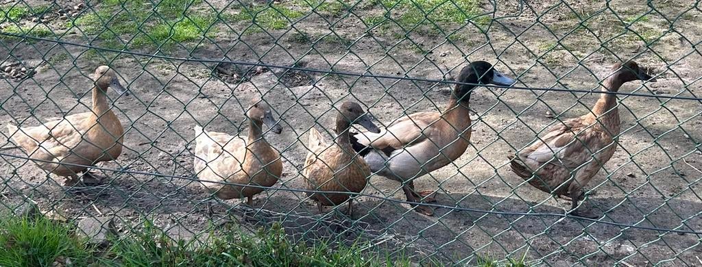 Broedeieren Khaki campbell eenden, Dieren en Toebehoren, Pluimvee | Toebehoren, Zo goed als nieuw, Overige typen, Ophalen of Verzenden